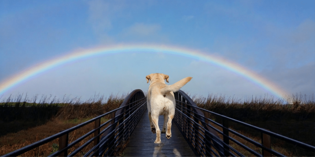 Afspraak bij de regenboogbrug