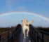 Afspraak bij de regenboogbrug