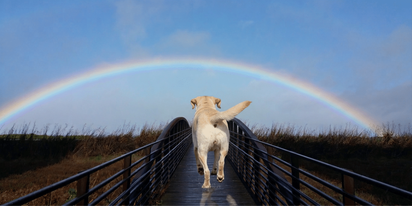 Afspraak bij de regenboogbrug